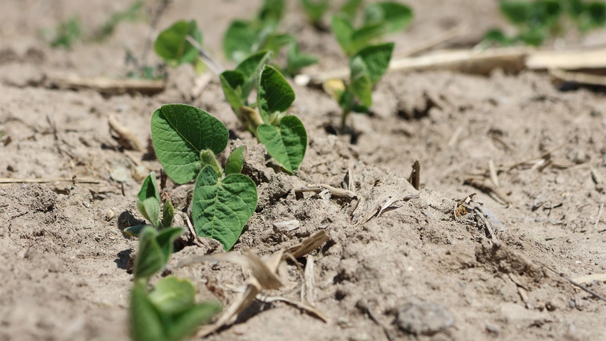 Young soybean plants sprouting through soil