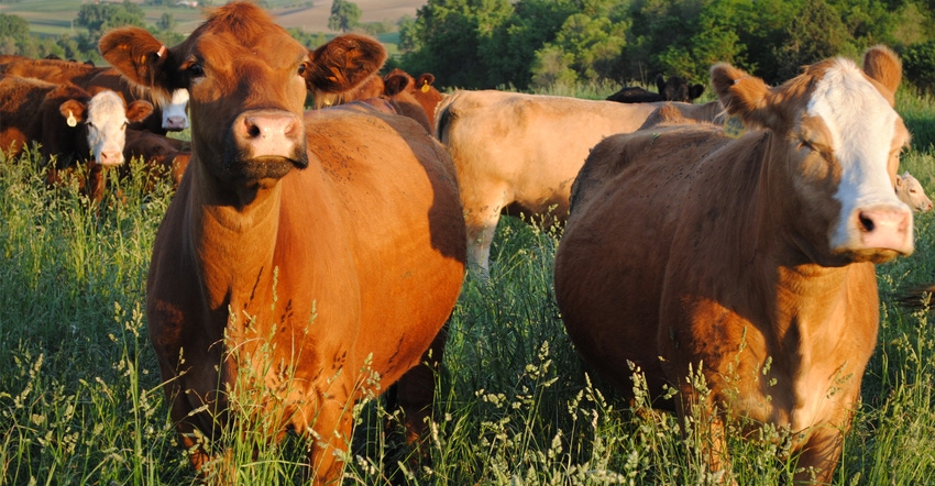 Cattle in field Cattle in field