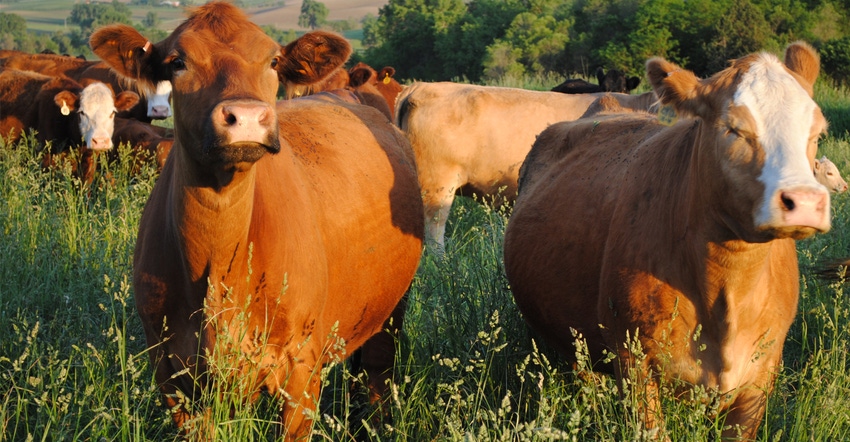 Cattle in field