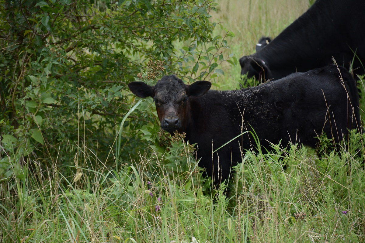 Coccidiosis can send you to school