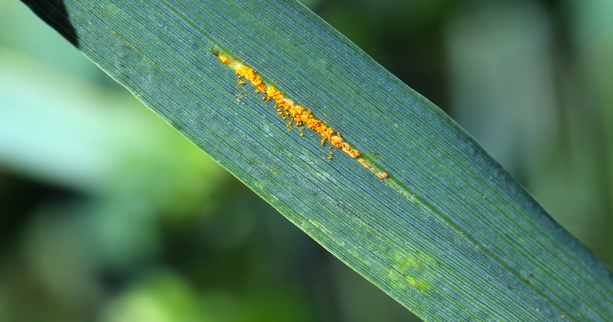 Scout now to stop spread of stripe rust