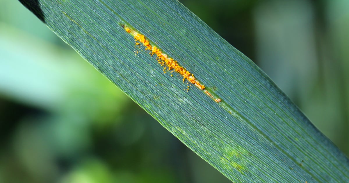 Scout now to stop spread of stripe rust