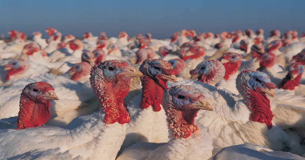 U.S. turkey production: At a glance