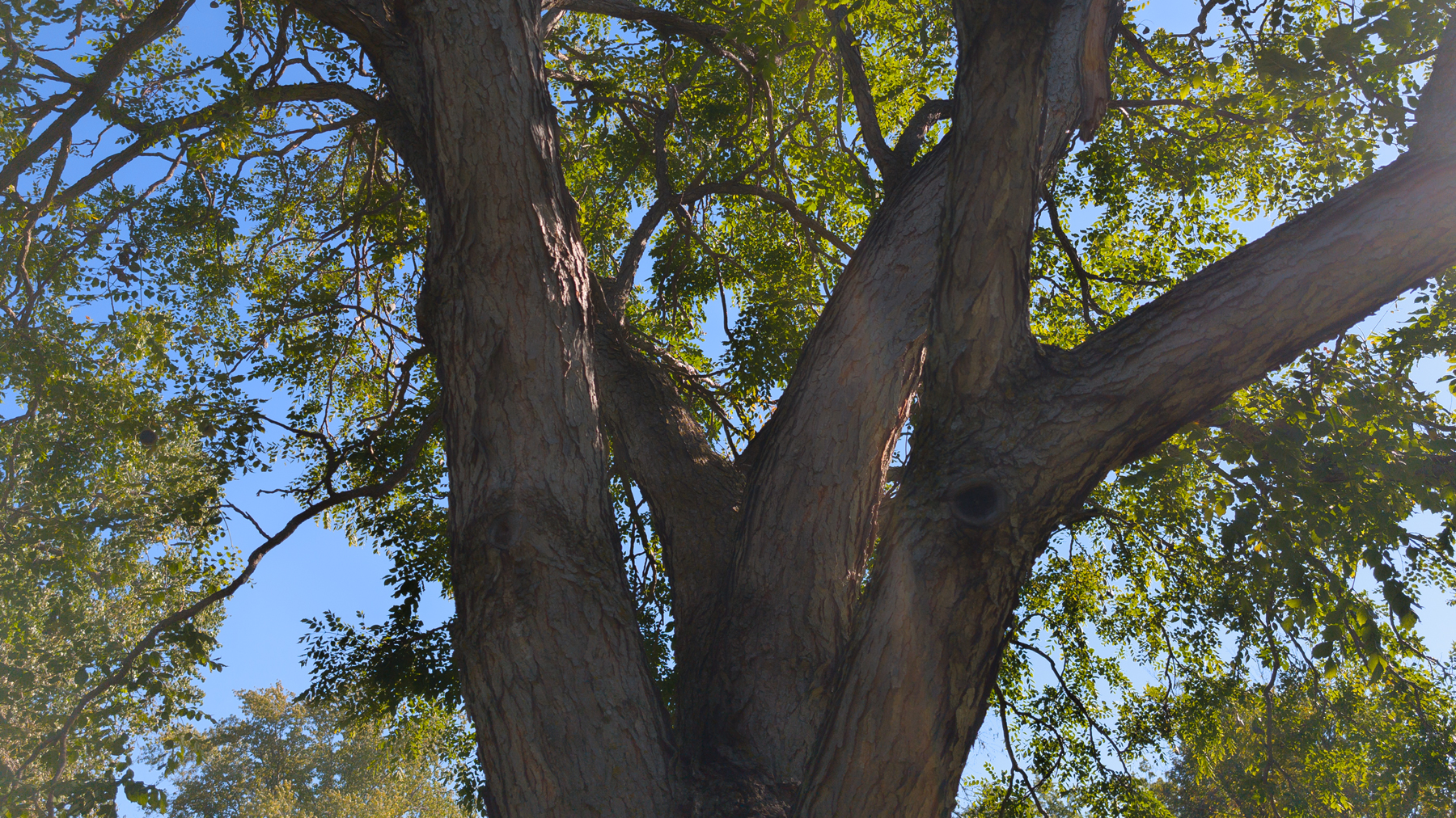 Kentucky coffeetree: A hardy native tree for farmyards