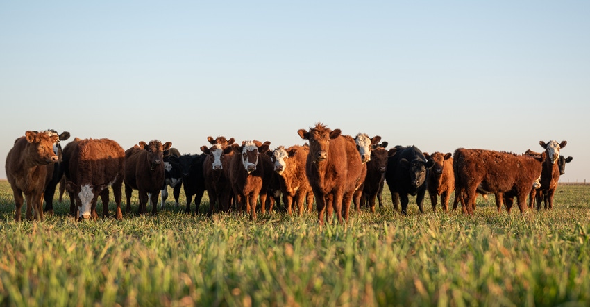 CAttle in field