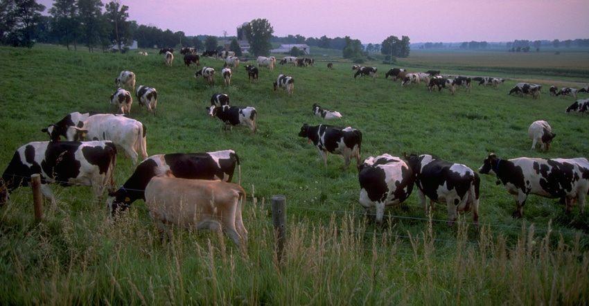 Holsteins grazing in pasture at sunset