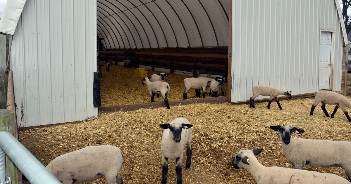 The Company Store Company Cotton Organic Family Snug Fit Sheep