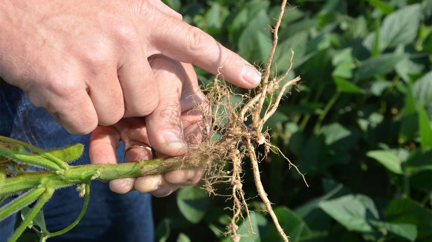 Nodules on soybean roots