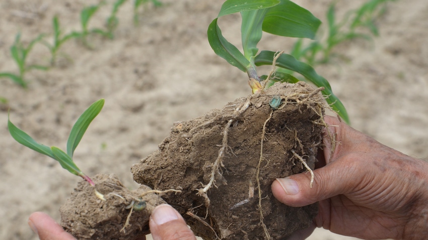 hands holding chunk of soil containing two corn seedlings and roots