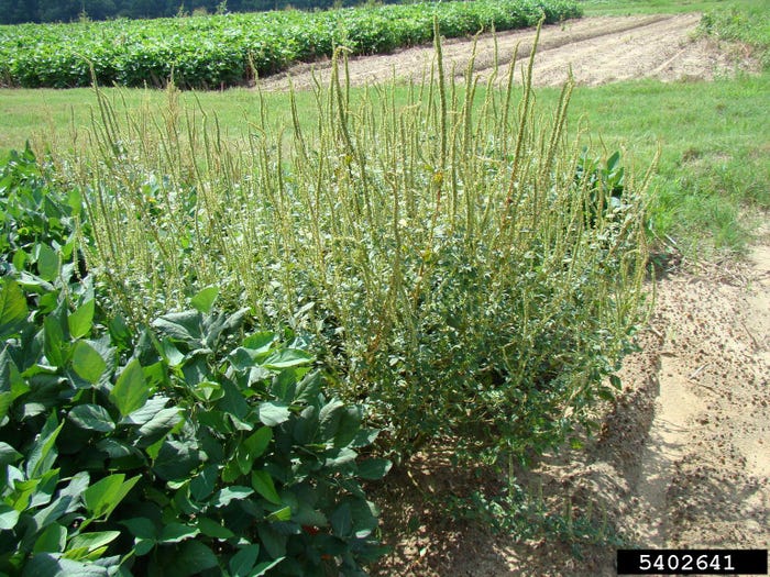 palmer-amaranth-in-soybean-5402641-SMPT.jpg