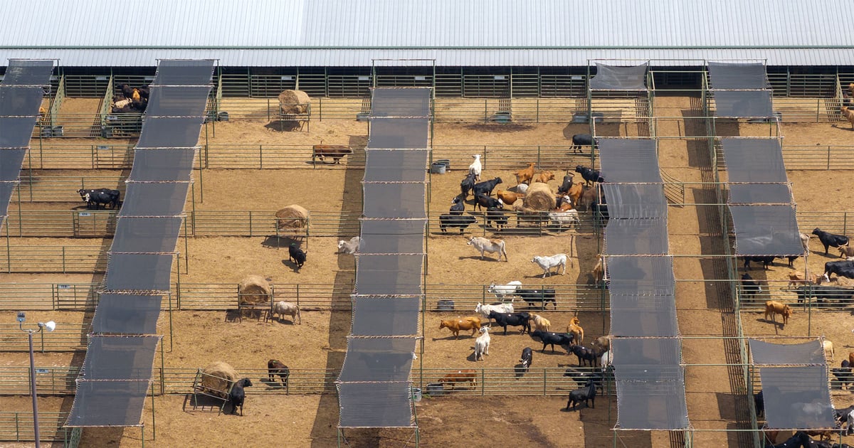 Cattle market outlook: Strong prices expected through 2026