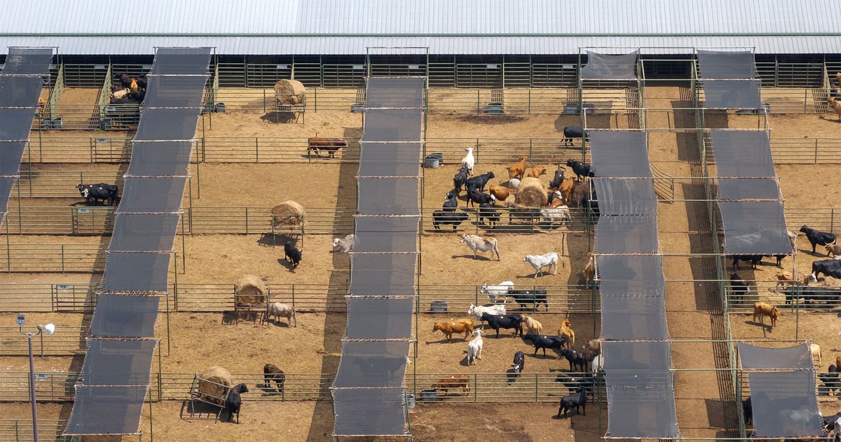 High Risk Market Cattle Cattle market outlook: Strong prices expected through 2026