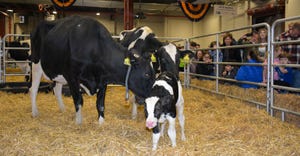 A mother and her calf at the Calving Corner inside the Pennsylvania Farm Show