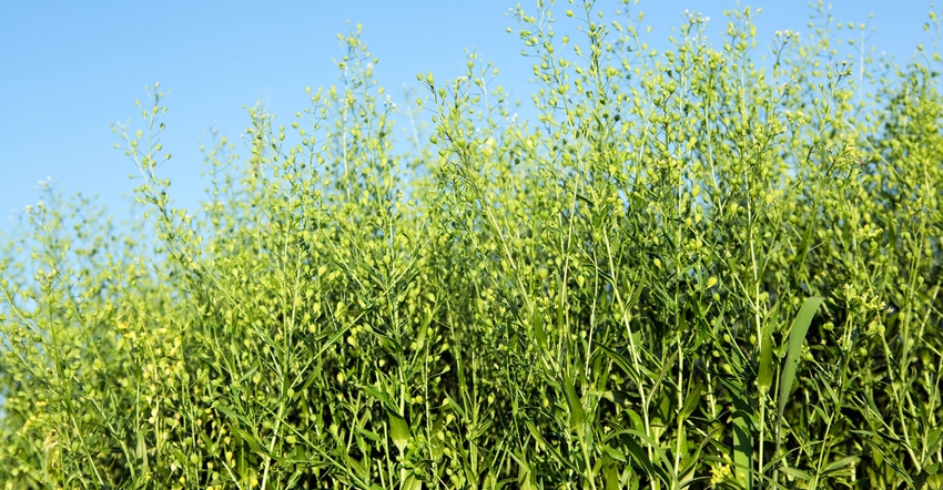 Close up of camelina crop in field