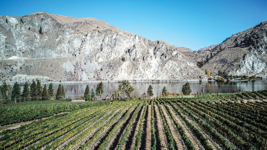 Vineyard Vineyard