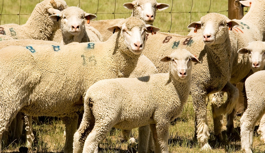 WFP-ARS-ewes.jpg WFP-ARS-ewes.jpg