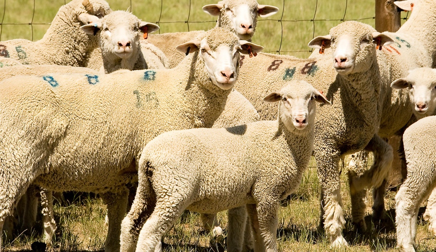 WFP-ARS-ewes.jpg