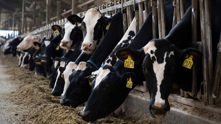 High oleic soybeans gain traction as dairy feed amid trade tensions and rising production costs