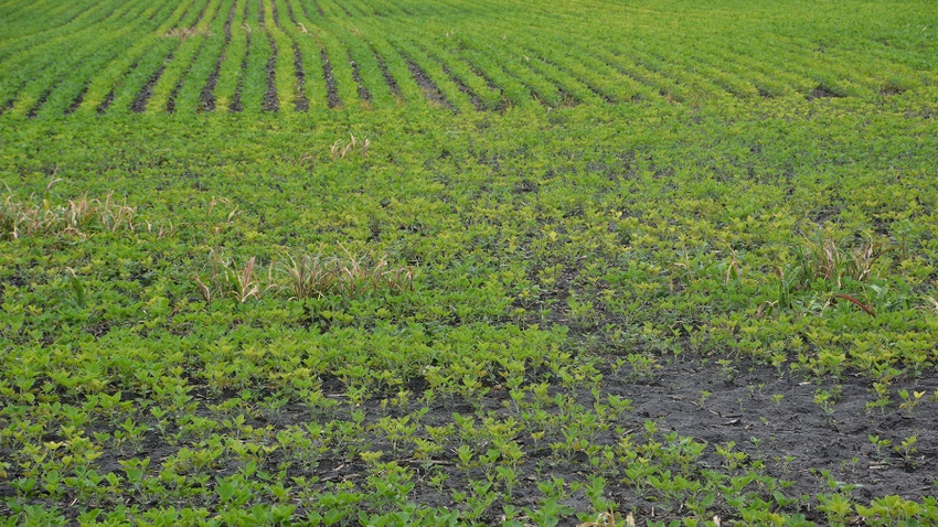 Green soybean field