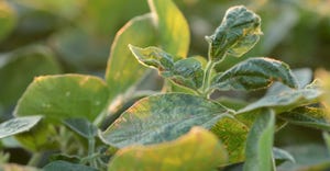 upclose look at soybean plants showing signs of Dicamba damage