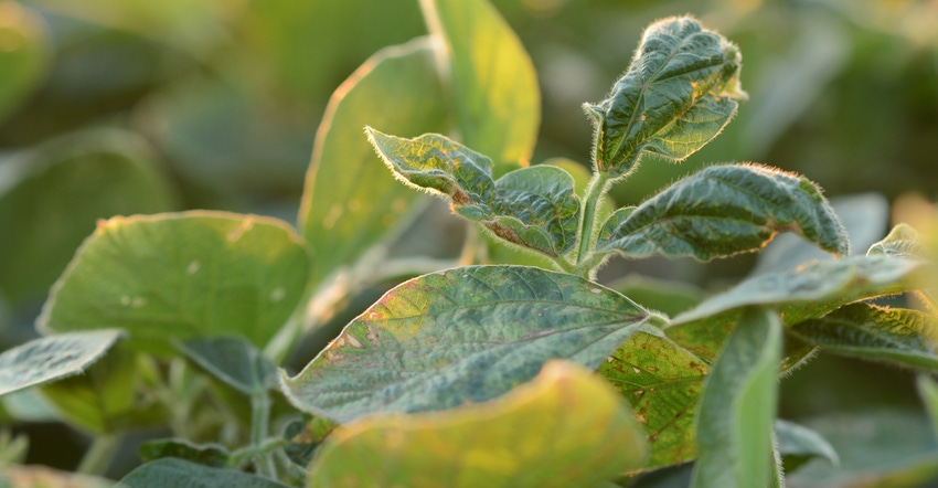 upclose look at soybean plants showing signs of Dicamba damage upclose look at soybean plants showing signs of Dicamba damage
