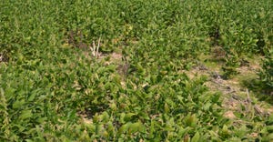 thin soybean stand