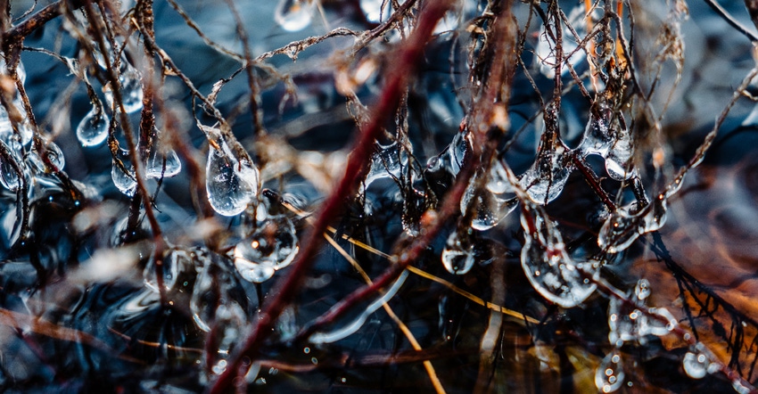 drops of frozen water on branches