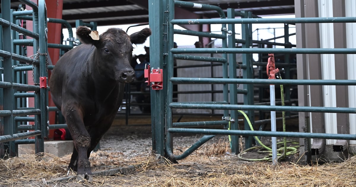 Husker Harvest Days spotlights beef industry, expert training