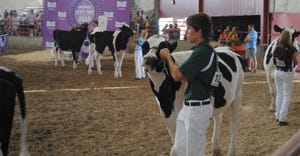 Youth showing cattle in arena