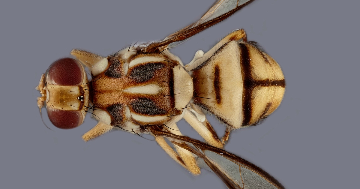 New invasive fruit fly found in California