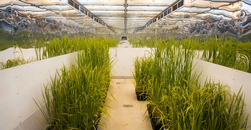 UArk-FMiller-Rice-Greenhouse43002605155_02ef0652f8_o.jpg