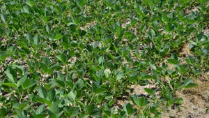 A field of young soybean plants