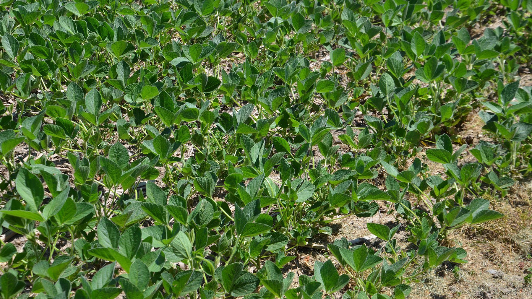 Do you know soybean growth stages? - Vimarsana News