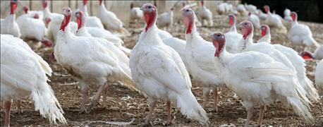 missouri_poultry_producers_receive_environmental_awards_1_635906264962964000.jpg