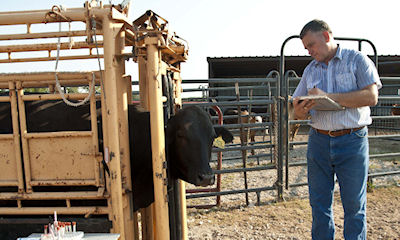 How To Properly Store And Handle Cattle Vaccines