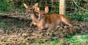 two deer lying by fence