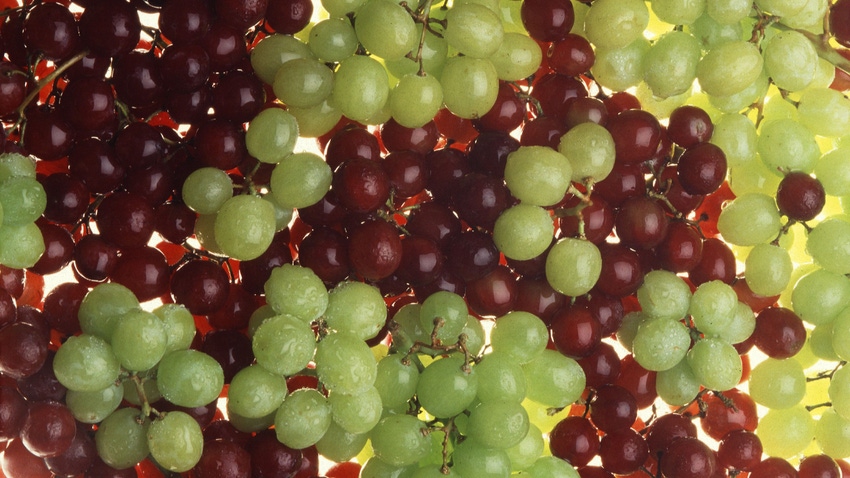 Table grapes