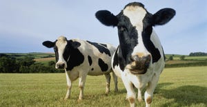 Two holstein cows in field