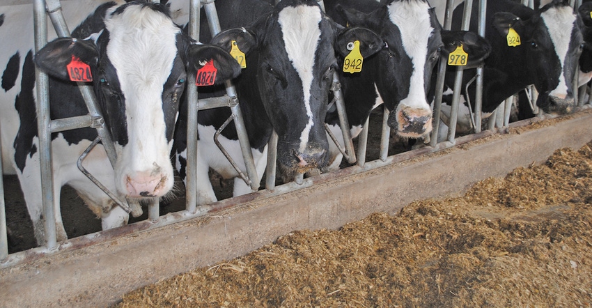 Holsteins in stanchions