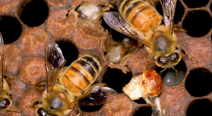 WFP-ARS-bee-health.jpg WFP-ARS-bee-health.jpg
