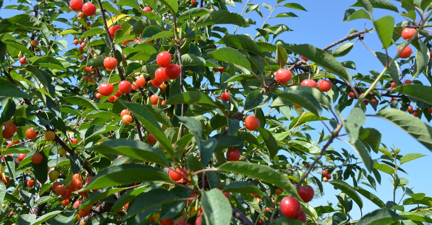 Cherries in tree