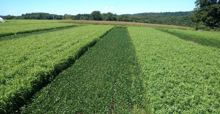 Aerial view of cover crops