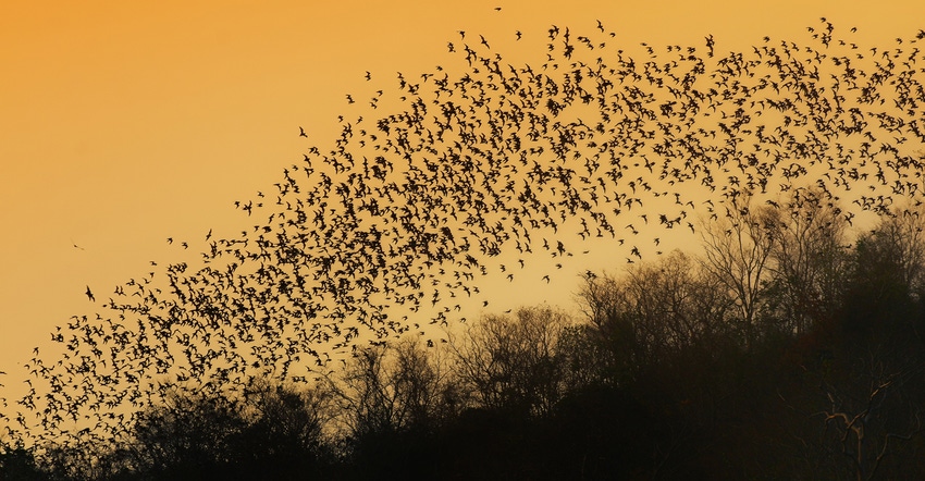 bats flying across the evening sky