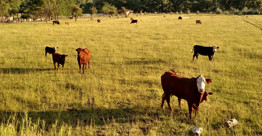 Beef cattle scattered on a pasture Beef cattle scattered on a pasture