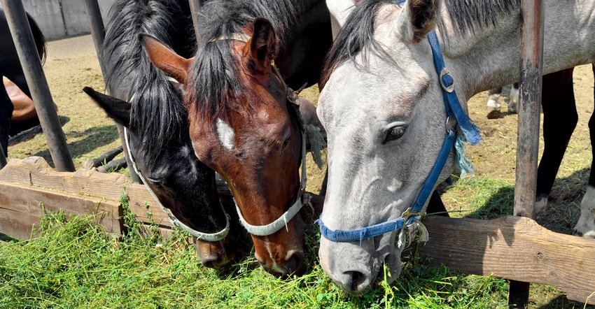 horses in pen eating green grass