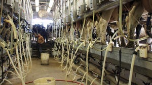 Farmer milking cows in a milking facility
