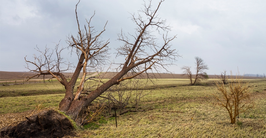 Hail damaged trees