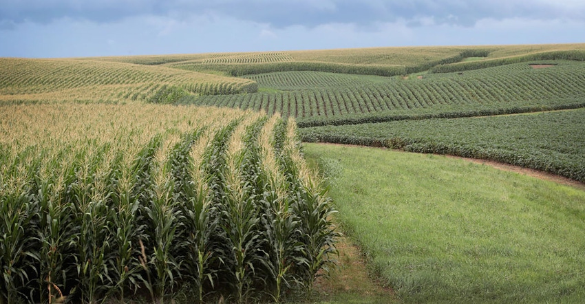 corn soybeans in field corn soybeans in field