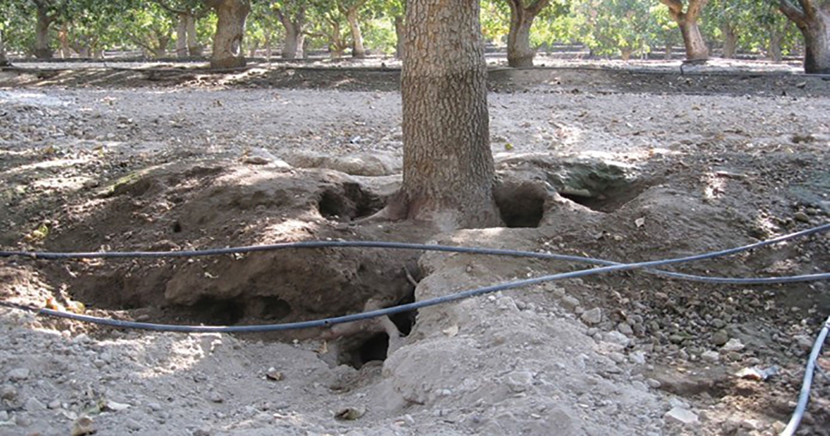 Ground squirrel management important in tree nuts
