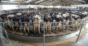 robotic milkers milking cows